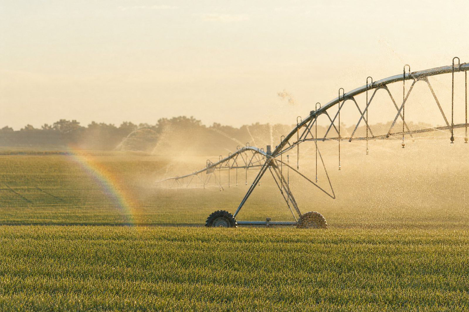 Watered: Irrigated right up to harvest day.