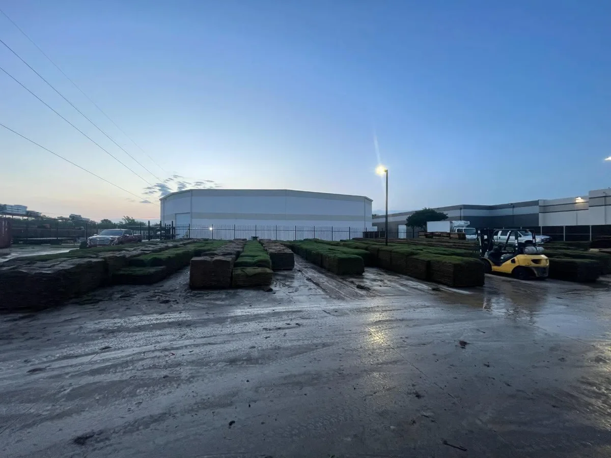 Rows of fresh-cut sod pallets on a wet loading yard at dawn with a forklift