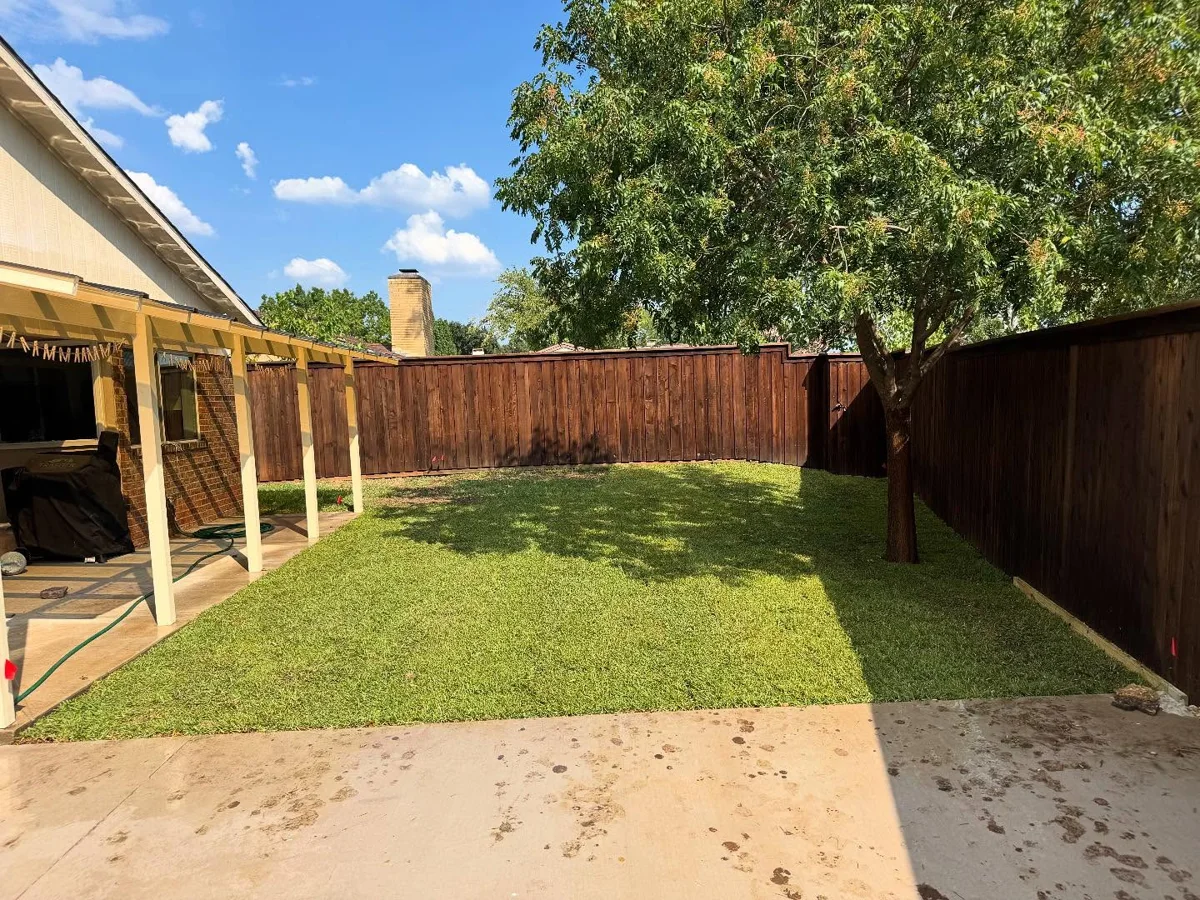 New St. Augustine sod in a fenced backyard, partly shaded by a tree