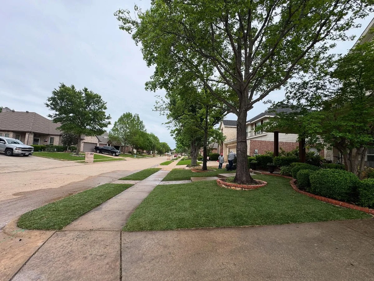 Installed lawn around a mature tree and curved planting bed