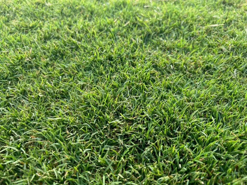 Close-up of Bimini Bermuda blades, fine texture and heat tolerant