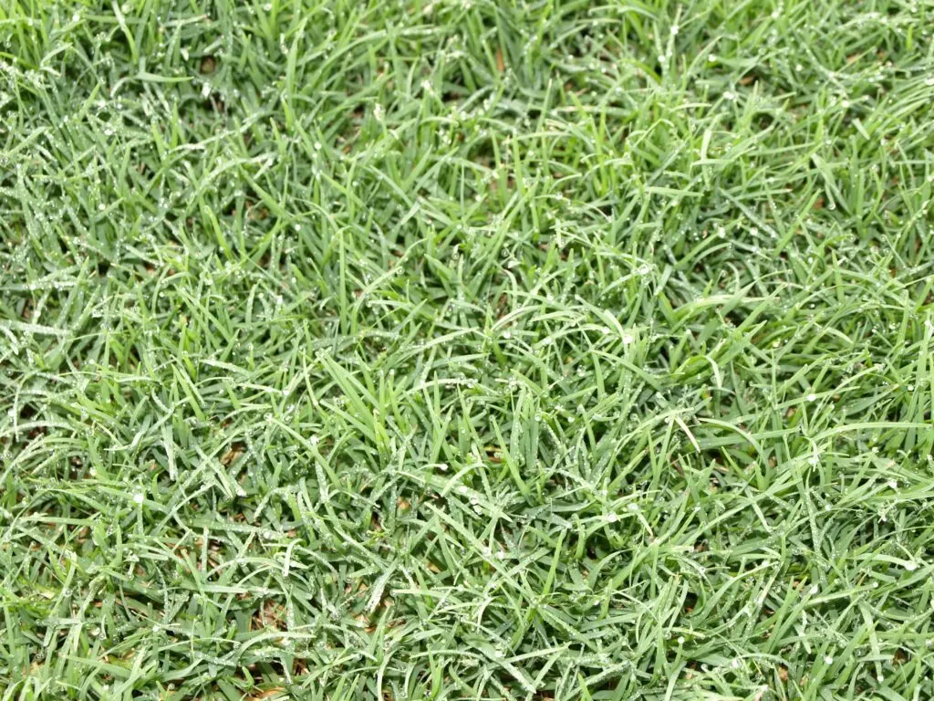 Close-up of Celebration Bermuda blades, deep color and some shade OK