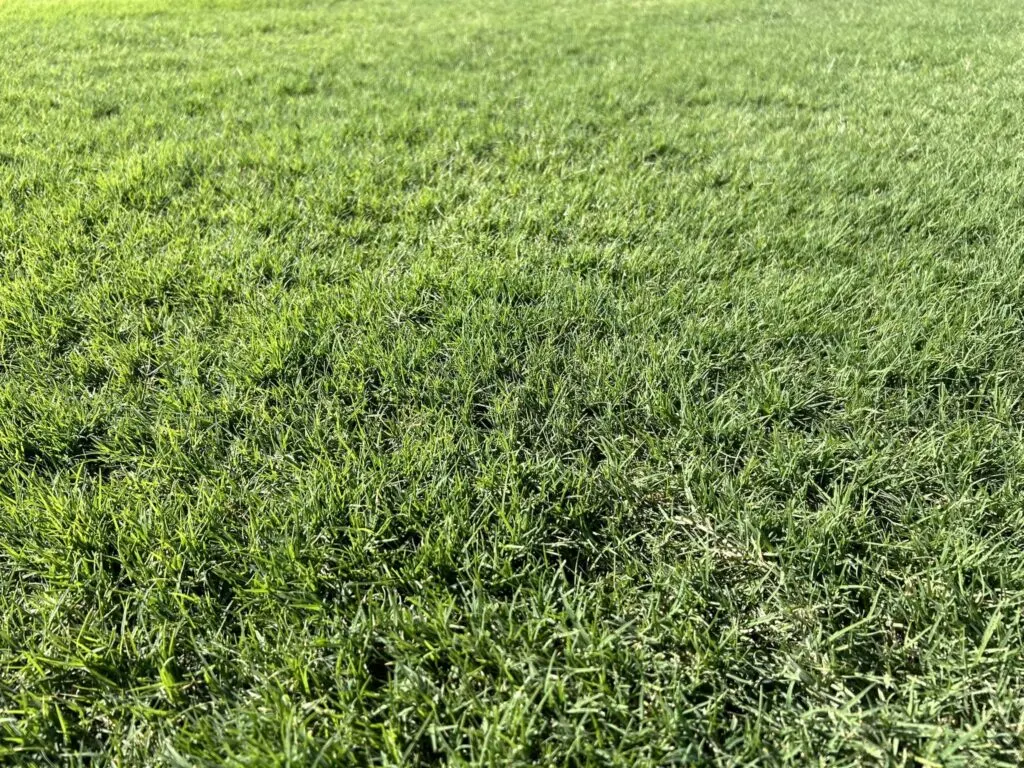 Close-up of CT-2 Bermuda blades, fast fill-in and full sun