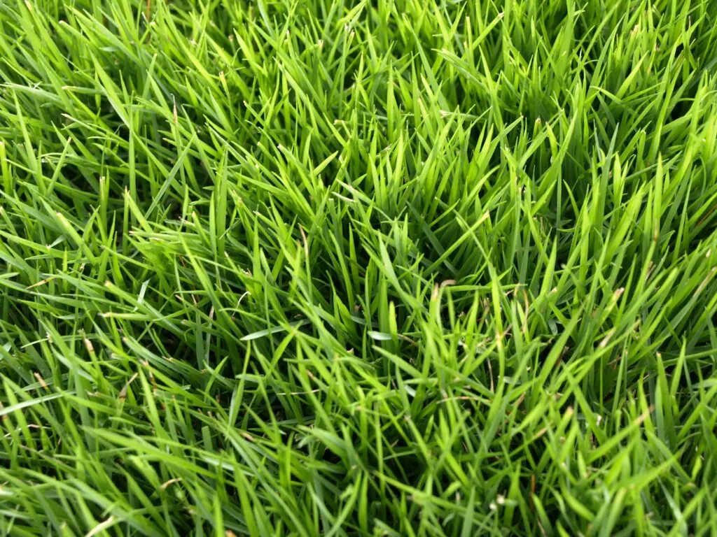Close-up of Emerald Zoysia blades, fine blade and show lawn