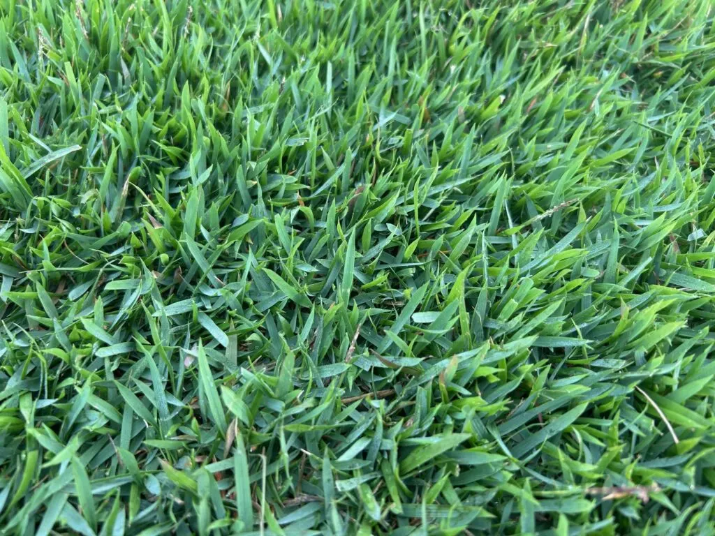 Close-up of Empire Zoysia blades