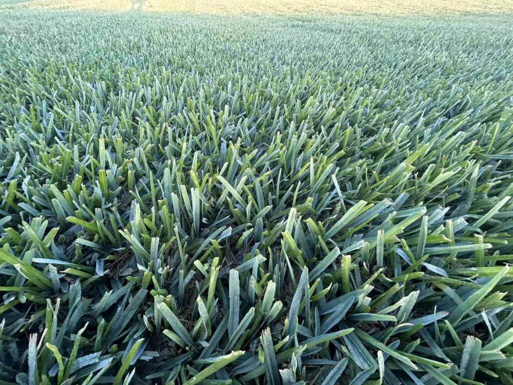 Close-up of Floratam St. Augustine blades, sun and vigorous