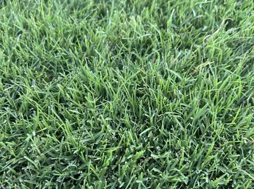 Close-up of Latitude 36 Bermuda blades, cold hardy and fast recovery