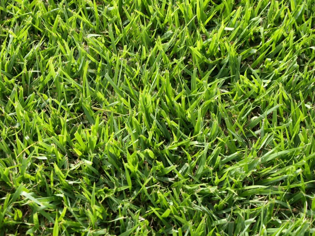 Close-up of Palisades Zoysia blades, partial shade and drought tolerant