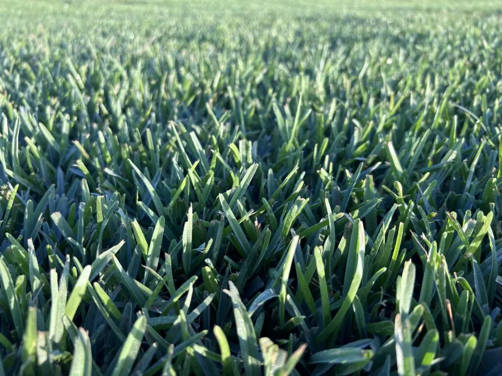 Close-up of Palmetto St. Augustine blades, deep shade and cold hardy