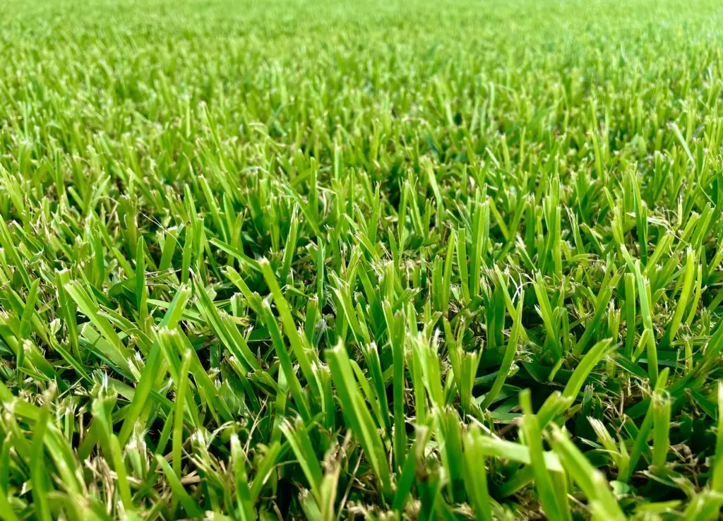 Close-up of Raleigh St. Augustine blades, shade and cold hardy