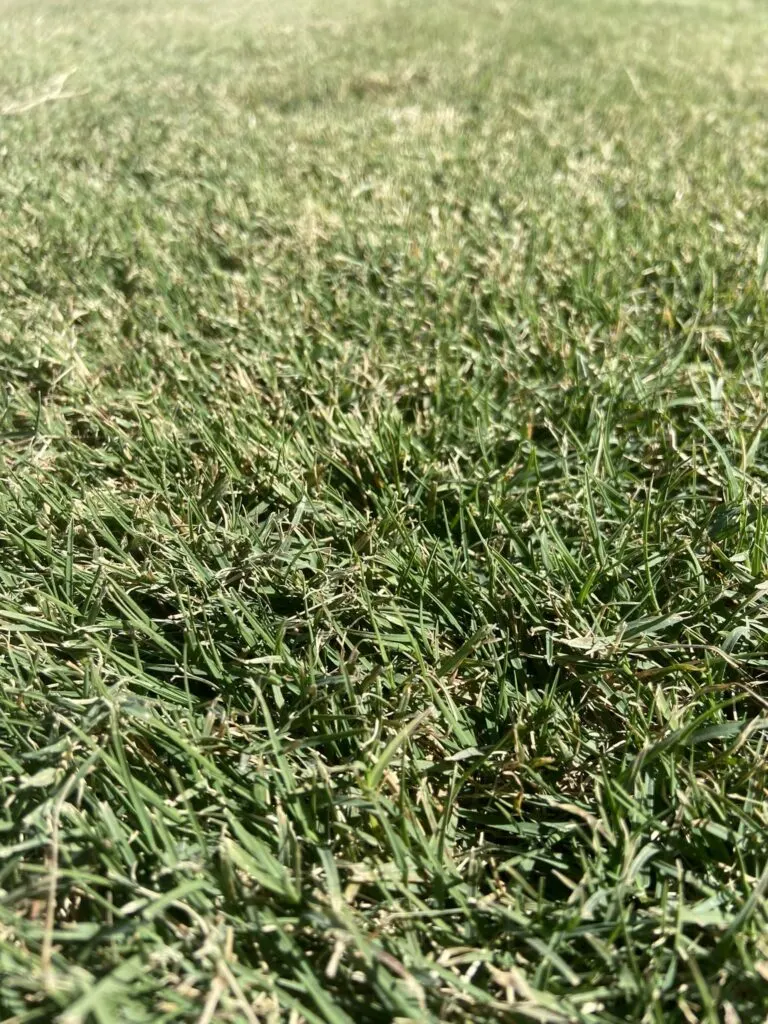 Close-up of TifSport Bermuda blades, close mow and dense