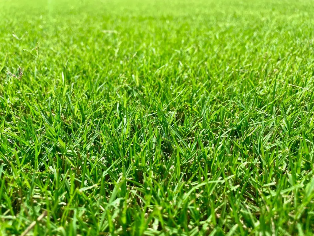 Close-up of TifTuf Bermuda blades, drought champion and low water