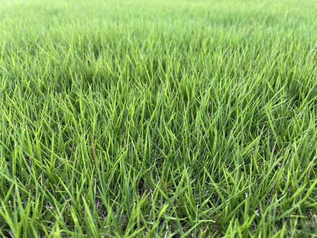 Close-up of Zorro Zoysia blades, shade tolerant and fine blade